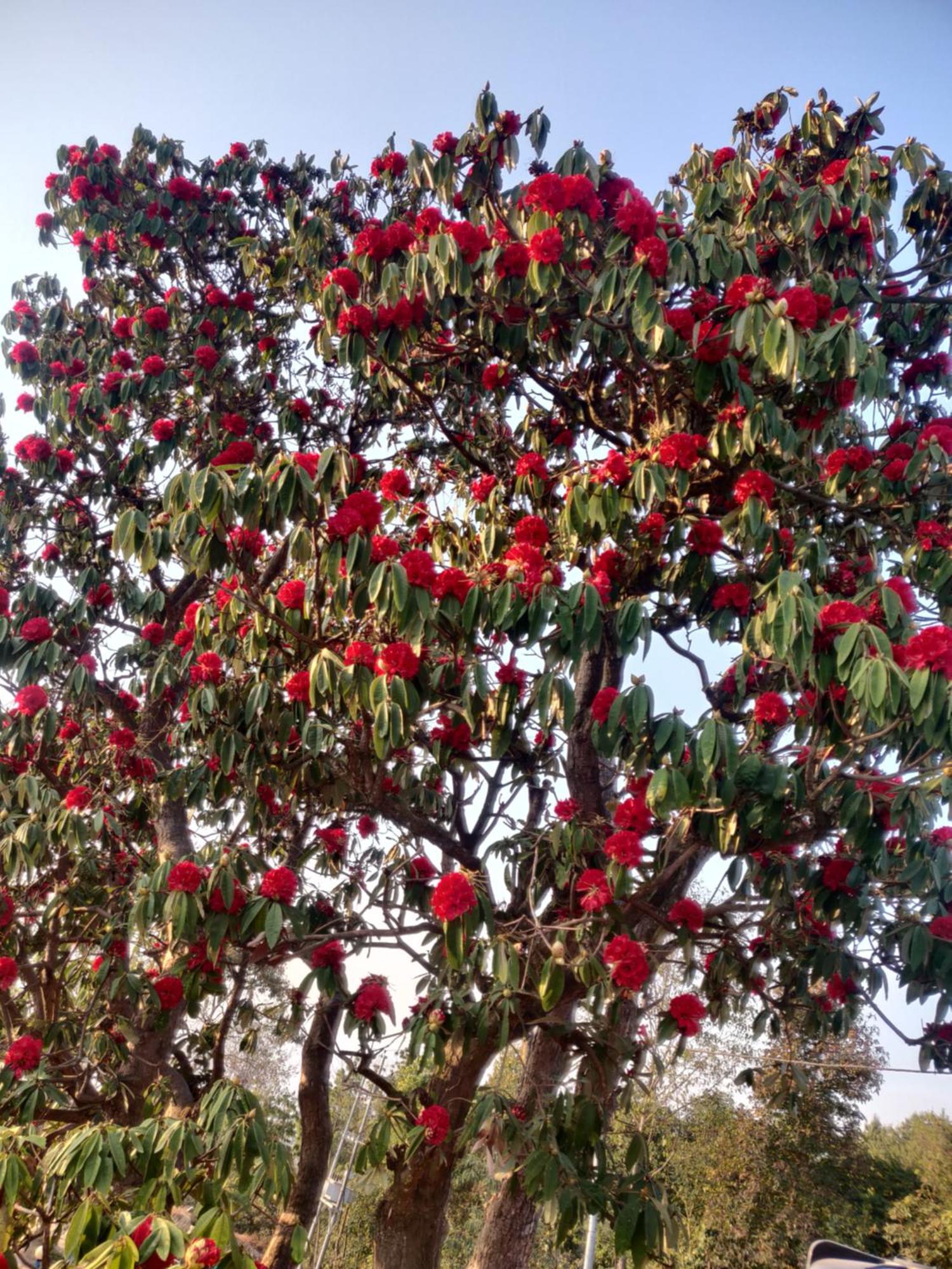 Chareli Resort Nagarkot Kültér fotó